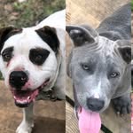 🐶🐾Rex Jagger & Roman Jett🐾🐶 - @bully_brothers123 - Instagram