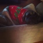 Rex Ross - @rexthemastiff - Instagram