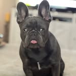 Rex Ross - @thefrenchierexie - Instagram