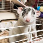 Gus & Stuart Supremacy - @rats.remy.rudy.rex.regs - Instagram