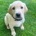Rex and Rudy - @_rexandrudy - Instagram
