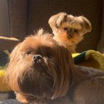 Rex And Rudy The Shorkies - @rexandrudytheshorkies - Instagram
