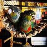 @rex_n_rudy_cbc - Instagram