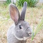 Rudy ♂️ - @rudy.rex.loutre.feh - Instagram