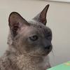 Rudy the Cornish Rex - @rudytherex - TikTok