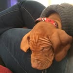 Sir Rudolph Redipus Rex (Rudy) - @vizsluv - Instagram