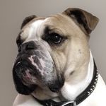 Captain Rex - @captain_rex_rules - Instagram