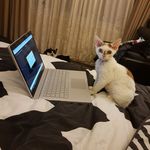 Cino & Duckie | Rex Cats Rule - @cino_and_duckie - Instagram