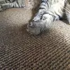 🐾❤️Rex❤️🐾 - @rexrules123 - TikTok