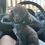 Rex Thee Ruler | Toy Poodle Stud in Houston, TX - @rextheeruler - Instagram
