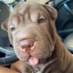 @rex.sharpei - Instagram