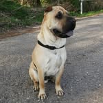 Rex the SharPei - @rex_sharpei - Instagram