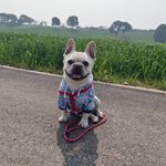 Rex Shaw - @oodpet_customdogwear - Instagram