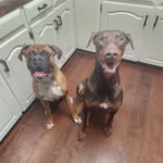 Rex & Bruno Sosa - @boxer_rex_sosa - Instagram