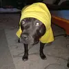 Rex - @rexrubenstein - TikTok