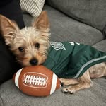 Rex Stone - @yorkierexstone - Instagram