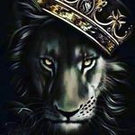 The Lone Wolf - @rexstronghold - Instagram