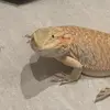 Rex - @rexschwartz - TikTok