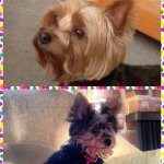 Rex And Coco Titus - @rexandcocomeetworld - Instagram