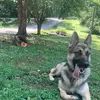 Titus & Rex - @titus_and_rex - TikTok