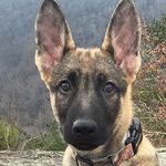 Titus Rex Pearson - @titus_rex - Instagram