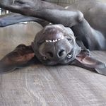 Titus - @titus.saurus.rex_blueweim - Instagram