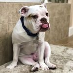 Titus - @titusaurus_rexthebulldog - Instagram