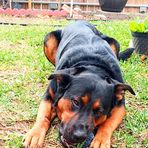 Rex Torres - Facebook