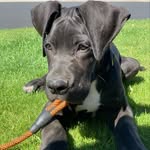 Rex Torres - @rex_the_giantdane_ - Instagram