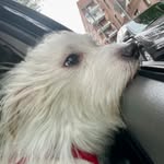 Rex Torres - @yungrexdog - Instagram