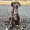 Rex - @adopta.rex.trujillo - TikTok