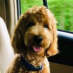 Rex Ryan Ward - @rexryan_thegoldendoodle - Instagram