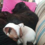 Rex Ward,and Tinkerbell Ward - @rex.tinkerbell_the_dogs1025 - Instagram
