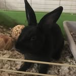 Jet 🖤 Mini Rex 🖤 7 weeks old 🖤 - @jet_black_boi - Instagram