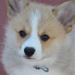 Rex Everton Wells I - @rex_e_thecorgi - Instagram
