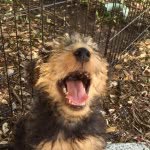 I am Rex Welshterrier Fl USA - @rex_welsh - Instagram