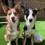 Lola And Rex - @welshlolaandrex - Instagram