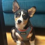 Rex | Tricolor Pembroke Welsh Corgi - @rexcorgi_mx - Instagram