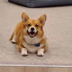 Rex - @pembroke.welsh.rex - Instagram