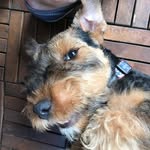 Rex - @rex_the_tater_tot_welshterrier - Instagram
