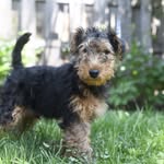 Rex - @rexthewelsh - Instagram