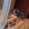 Rex the dog - @pembr0kewelshcorgirex - TikTok