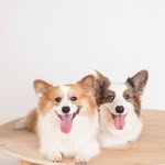 T-Rex and Bronto | Cardigan and Pembroke Welsh Corgi - @trexandbronto - Instagram