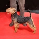 Tedtree Terriers - @wrexham.welshies - Instagram