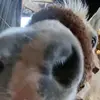 Welsh.Rex - @welsh.rex - TikTok