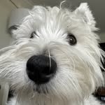Rex the Westie - @rex.thewestie - Instagram