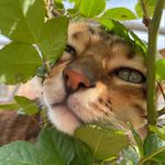 Rex West - @rexthebengalcat - Instagram