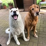 Rex and Wiley - @rexandwiley - Instagram