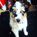 Wiley Rex & Marley Dux - @wiley.rex - Instagram