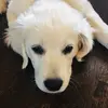Rex Wilson - @rexthecutiepie - TikTok